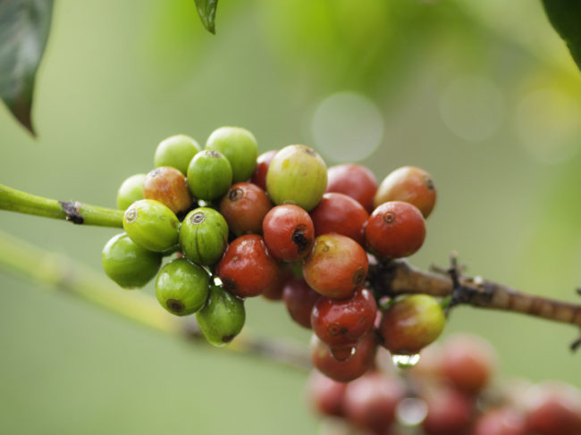 Fair Trade Coffee Kenyan
