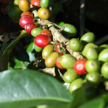 Kaffeekirschen