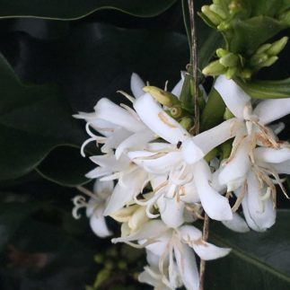 Blüte