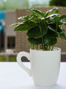 arabian-coffee-in-a-white-cup-on-the-table-picture-id1257457068 Kaffeepflanze in Tassse