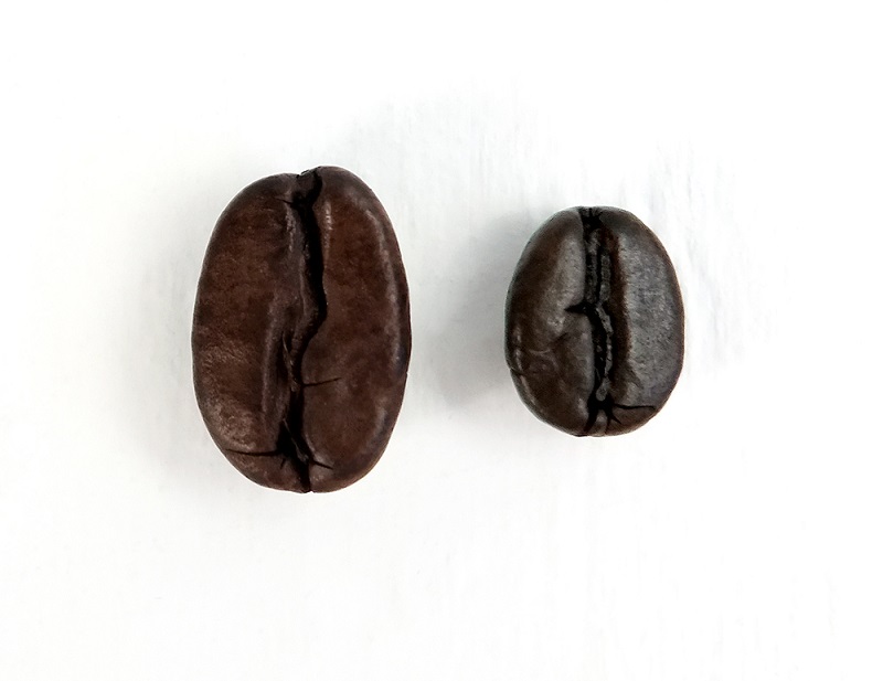 Arabica und Robusta Bohnen Close Up Arabica und Robusta Bohnen Vergleich